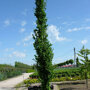 Ulmus 'Columella'